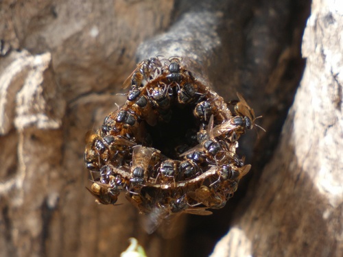 Pectoral Robust-Stingless bee