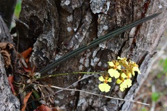 Trichocentrum cebolleta