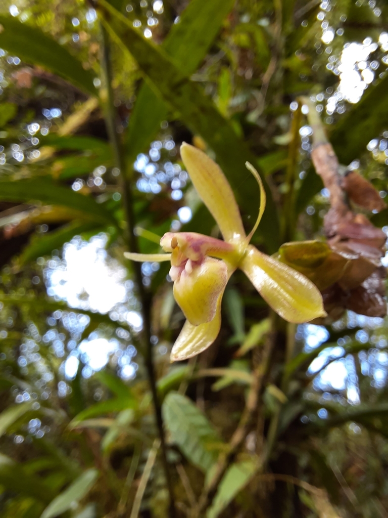 Epidendrum lankesteri Ames 3