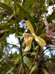 Epidendrum lankesteri