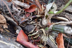 Trichocentrum cebolleta