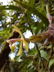 Epidendrum lankesteri