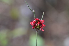 Russelia verticillata