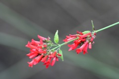 Russelia verticillata