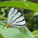 Arawacus leucogyna - Photo (c) Andrew Neild,  זכויות יוצרים חלקיות (CC BY-NC-ND)