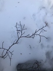 Lonicera villosa