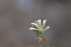 Loeselia ciliata
