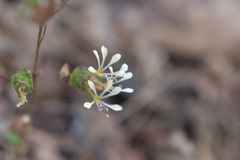 Loeselia ciliata
