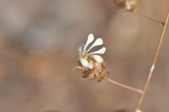 Loeselia ciliata