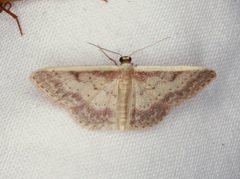 Idaea nephelota