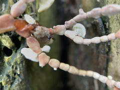 Calliarthron tuberculosum