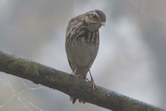 Anthus hodgsoni