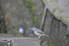 Lophophanes dichrous