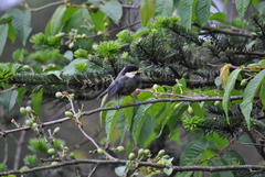 Periparus rubidiventris