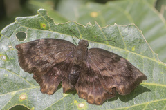 Achlyodes busirus rioja