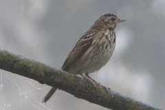 Anthus hodgsoni