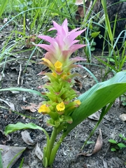 Curcuma australasica