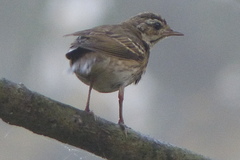 Anthus hodgsoni