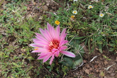 Coryphantha elephantidens