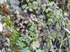 Vicia lutea