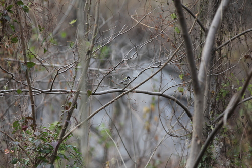 Asian Tit