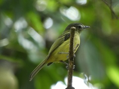 Tolmomyias