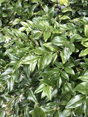 Sarcococca