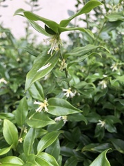 Sarcococca