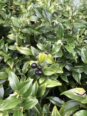 Sarcococca
