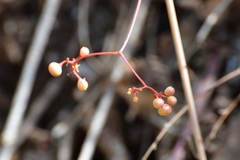 Ampelocissus acapulcensis