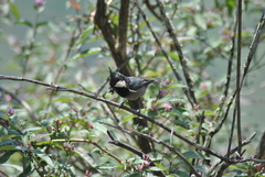 Periparus rubidiventris