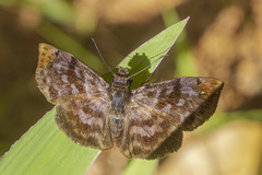 Ebrietas anacreon anacreon