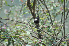 Periparus rubidiventris