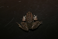 Lithobates magnaocularis