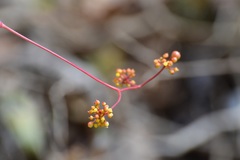 Ampelocissus acapulcensis