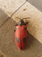 Coraliomela quadrimaculata