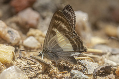 Sophista aristoteles