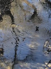 Lophodytes cucullatus