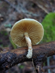 Pholiota decorata