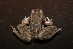 Lithobates magnaocularis