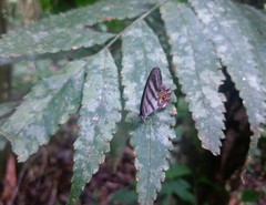 Chloreuptychia herseis
