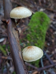 Pholiota decorata
