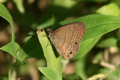 Hermeuptychia canthe