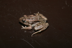 Lithobates magnaocularis