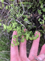 Adiantum jordanii image