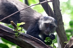 Cercopithecus mitis