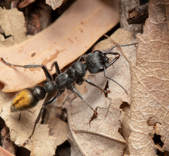 Myrmecia gilberti