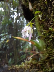 Utricularia jamesoniana