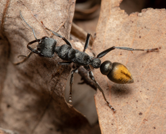 Myrmecia gilberti