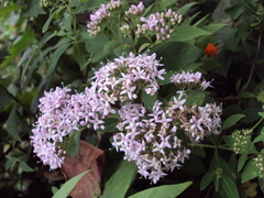 Magnoliopsida